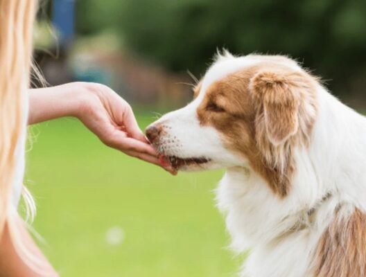 Paws and Celebrate: Essential Dog Safety Tips for a Joyful Holiday Season